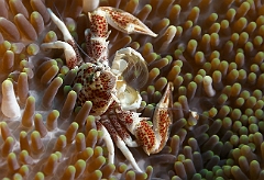 Raja Ampat 2016 - Neopetrolisthes maculatus - Spotted porcelain crab - Crabe porcelaine des anemones - IMG_4812_rc